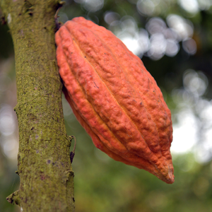Eclats de fèves de Cacao